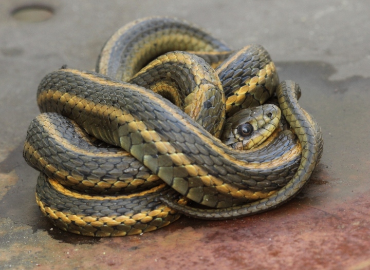 Aquatic Garter Snake